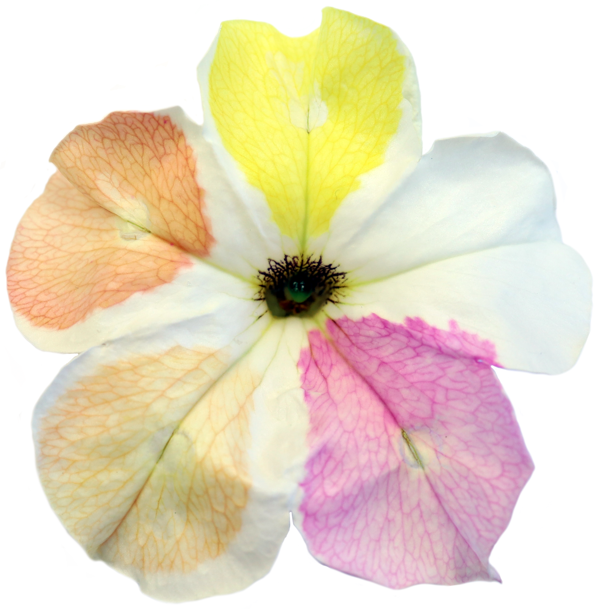 Betaxanthin production in Petunia flowers